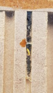 2023: Nicht nur Wildbienen auch solitäre Wespenarten nutzen eine Nisthilfe für ihre Nachkommen: Gut erkennbar an der tierischen Nahrung, hier Blattläuse.