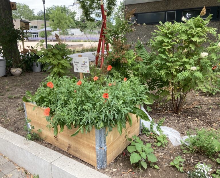 18_IGS Anna Seghers_Hochbeetbepflanzung_2